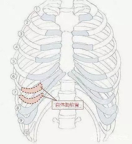 肋软骨支架造耳